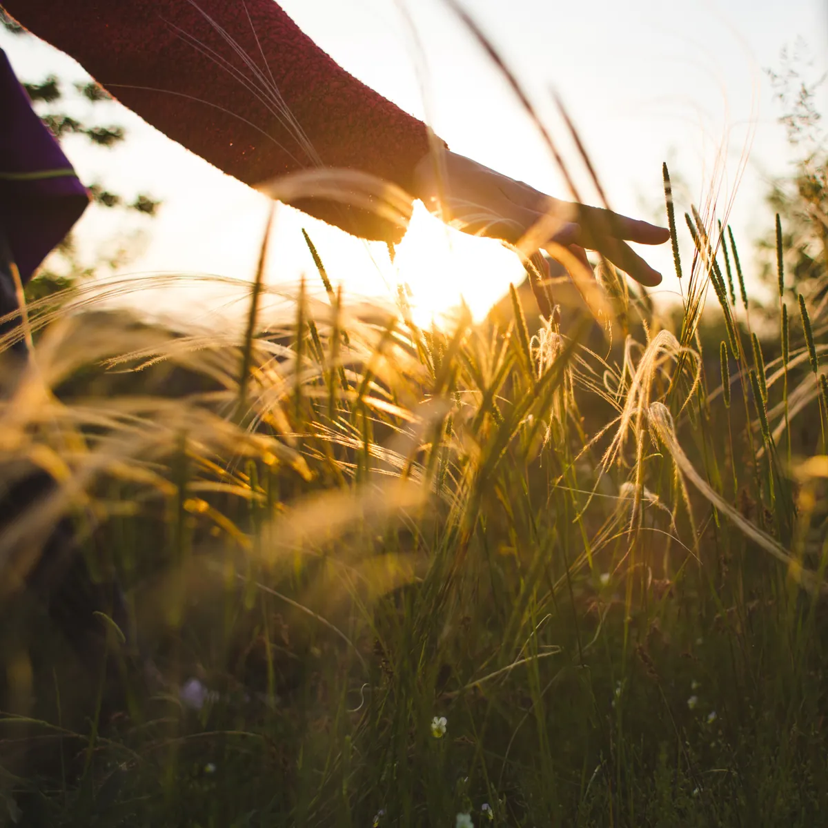 Woman walking through a sunlit meadow, brushing her hand across the grass